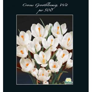 Baltus Crocus Grootbloemig Wit bloembollen per 500 stuks
